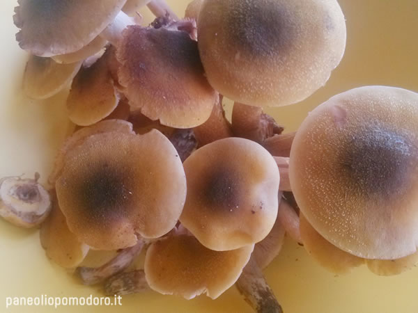 funghi chiodini